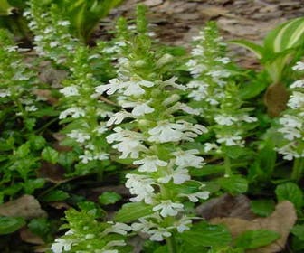 Zenegroen (Ajuga reptans 'Alba')