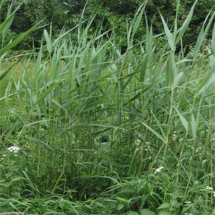 Rohr (Phragmites australis)