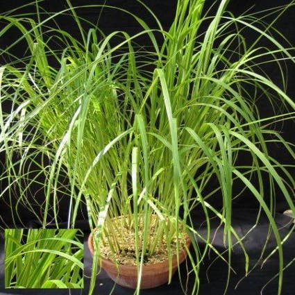 Schlickgras (Spartina pectinata 'Aureomarginata')