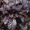 Zenegroen (Ajuga reptans 'Mahagony')