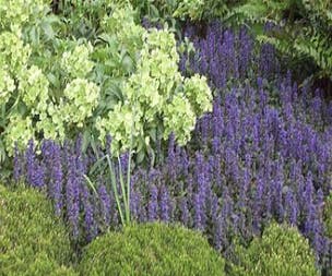Zitronenmelisse (Ajuga reptans 'Purple Torch')