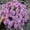 Englisches Gras (Armeria juniperifolia 'New Sealand Form')