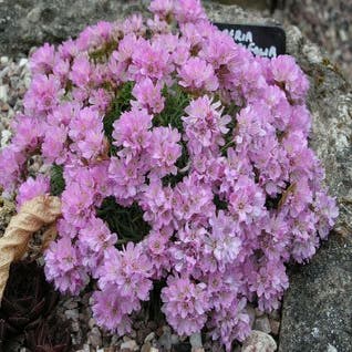 Englisches Gras (Armeria juniperifolia 'New Sealand Form')