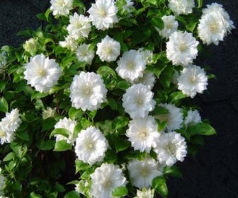 Waldrebe (Clematis 'Duchess of Edinburgh')