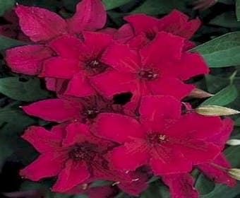 Waldrebe (Clematis 'Kardynal Wyszynski')