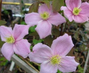 Waldrebe (Clematis montana 'New Dawn')