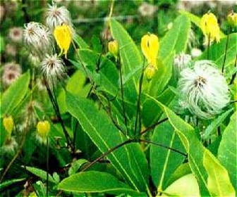 Waldrebe (Clematis tangutica)