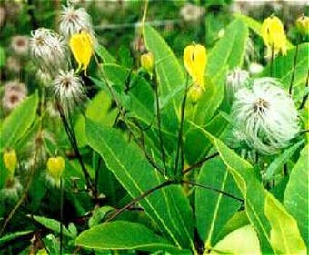 Waldrebe (Clematis tangutica)