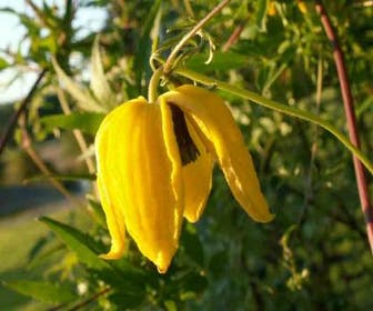 Waldrebe (Clematis 'Orange Peel')
