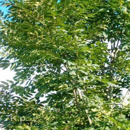 Es fraxinus Excelsior