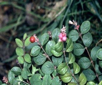 Schneebeere (Symphoricarpos chenaultii 'Hancock')
