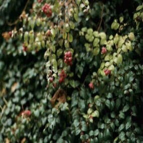 Schneebeere (Symphoricarpos chenaultii 'Hancock')