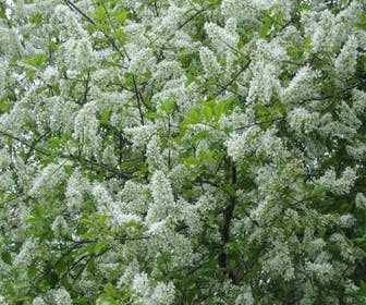 Gewöhnliche Traubenkirsche, Waldpflanze (Prunus padus)