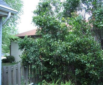 Kreuzdorn (Rhamnus cathartica)