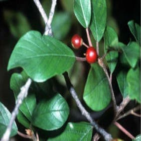 Rhamnus frangula