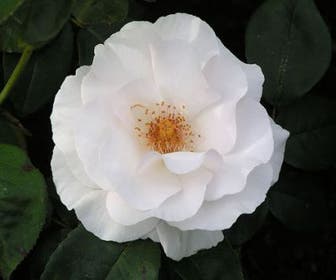 Trosrose (Rosa 'Maria Mathilda')