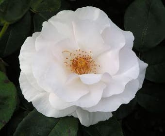 Trosrose (Rosa 'Maria Mathilda')