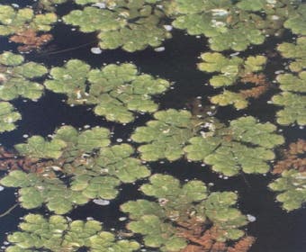 Kleine Wasserfarn (Azolla caroliniana)
