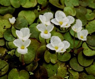 Froschbiss (Hydrocharis morsus-ranae)