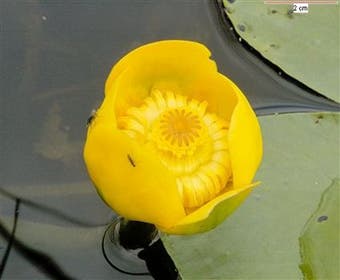 Gelbe Teichrose (Nuphar lutea)