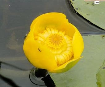 Gelbe Teichrose (Nuphar lutea)