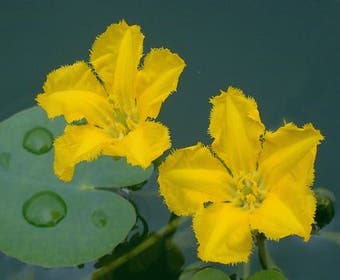 Wasser-Enzian (Nymphoides peltata)