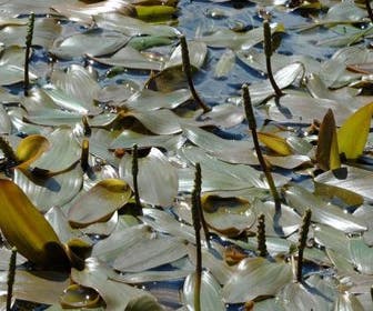Schwimmendes Laichkraut (Potamogeton natans)