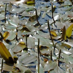 Schwimmendes Laichkraut (Potamogeton natans)