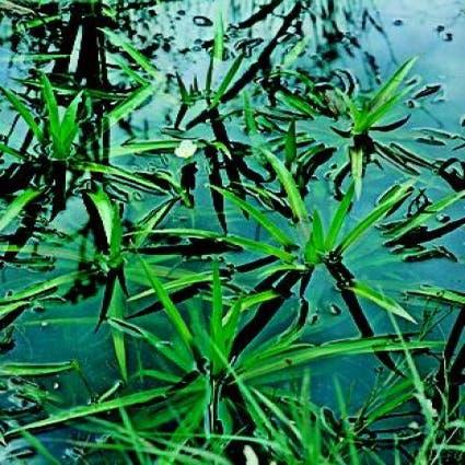 Krabbenklaue (Stratiotes aloides)