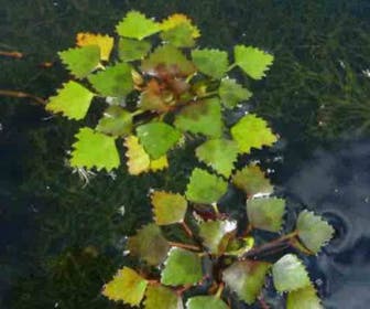 Wasserkastanie (Trapa natans)