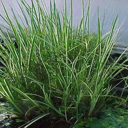 Kalmus (Acorus calamus)