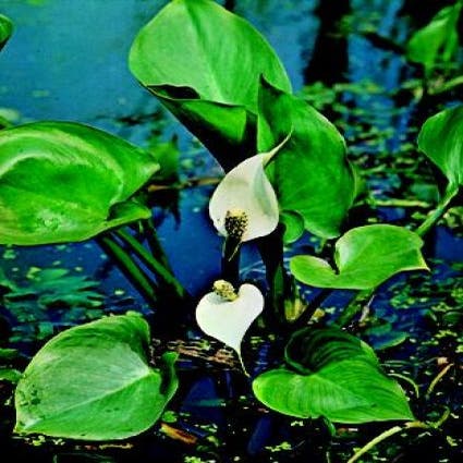 Calla palustris