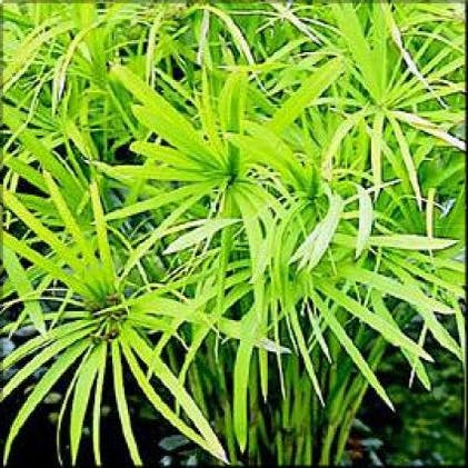 Schirm Pflanze (Cyperus alternifolius)