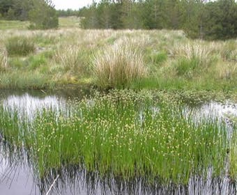 Wasserbinse (Eleocharis palustris)
