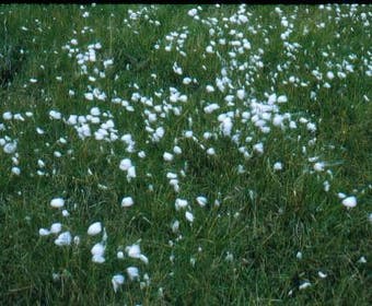 Wollgras (Eriophorum angustifolium)