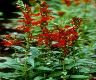 Rote Scharlach-Lobelie Wasserlobelia (Lobelia cardinalis)