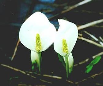 Weiße Sumpf-Aronstab (Lysichiton camtschatcense)