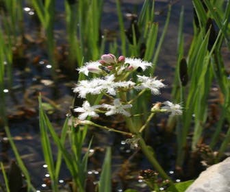 Wasserdreiblatt (Menyanthes trifoliata)
