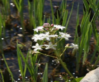 Wasserdreiblatt (Menyanthes trifoliata)