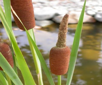Kleine Rohrkolben (Typha angustifolia)
