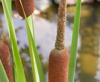 Kleine Rohrkolben (Typha angustifolia)