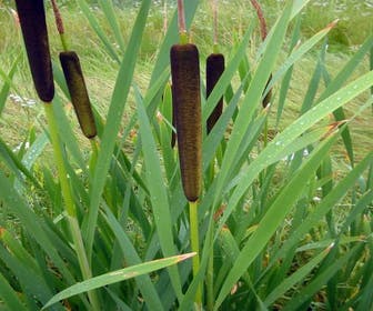 Große Rohrkolben (Typha latifolia)