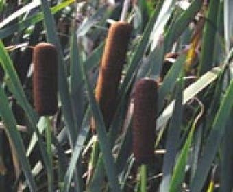 Buntblättrige Groß-Rohrkolben (Typha latifolia 'Variegata')