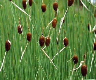 Kleinste Rohrkolben (Typha minima)