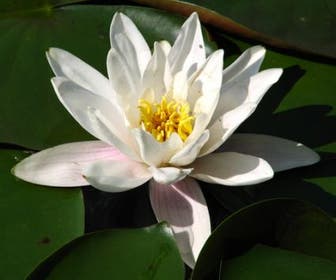 Seerose (Nymphaea 'Alba')