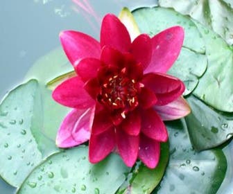 Seerose (Nymphaea 'Attraction')