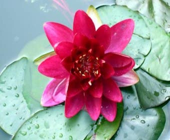 Seerose (Nymphaea 'Attraction')
