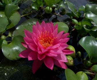 Seerose (Nymphaea 'Fire Opal')