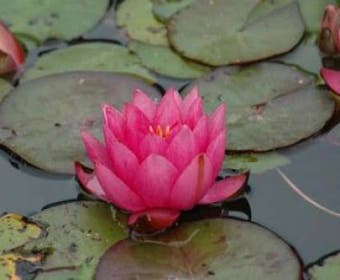 Seerose (Nymphaea 'James Brydon')