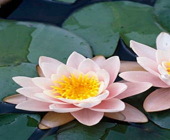 Seerose (Nymphaea 'Marliacea Carnea')